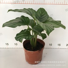 基地直销批发迷你创意小盆栽绿植室内观叶水培植物90#青苹果竹芋