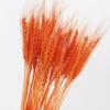 Orange (50)