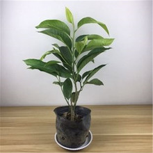 苗圃基地白兰植物白兰花苗白兰花树苗白玉兰黄兰盆栽地栽浓香花卉