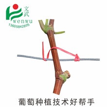 ����֦�l���z �@�ֽ����� ����������������������֦�l��֦���F�z