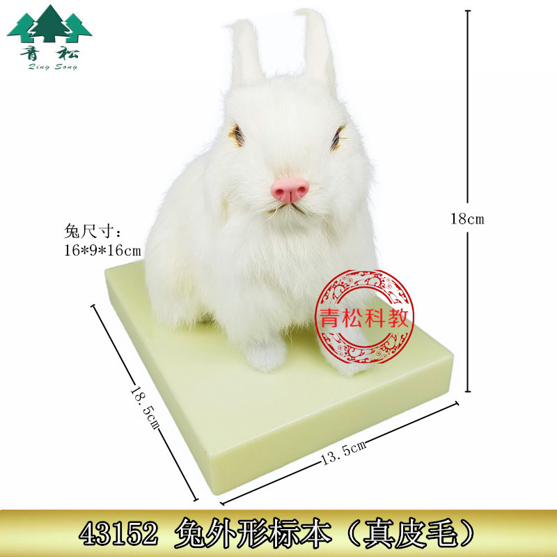 兔外形标本J43152生物教学教具小学教师演示动物摆件兔子模型