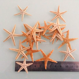 海螺/贝壳;工艺原料;沙石砾石