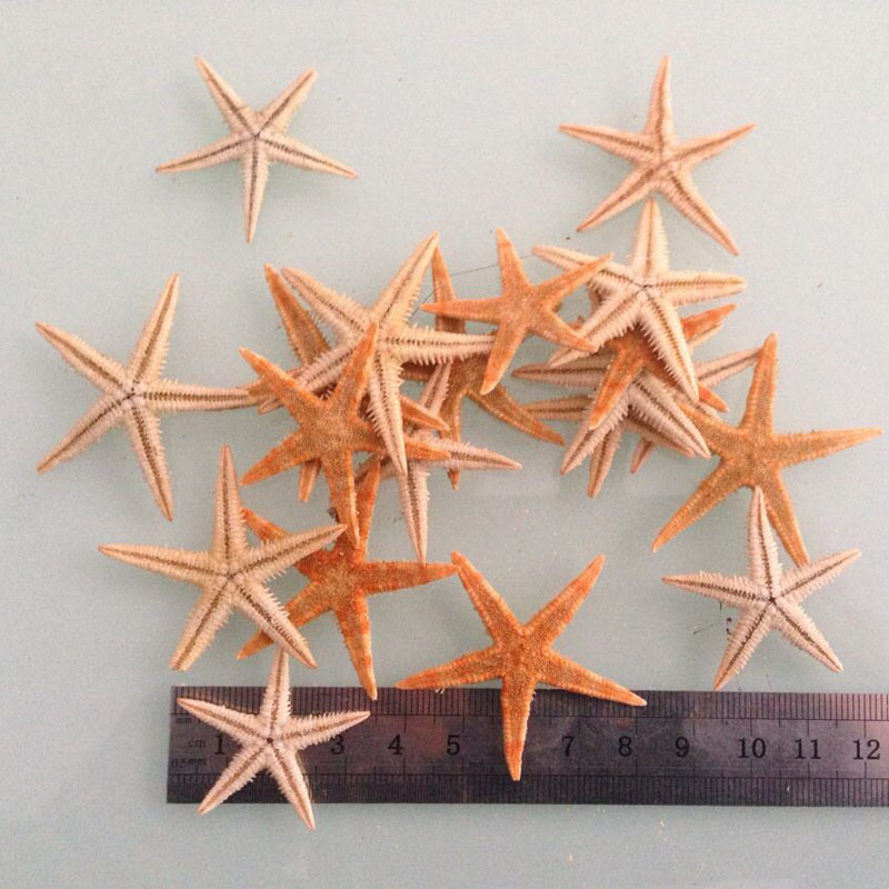 520 flowers starfish gift Amber decoration natural conch shell eternal flower decoration 3.5-8cm