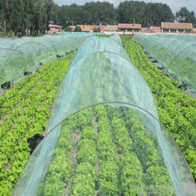 宜豪美牌全新料高密度大白菜防虫网罩果树防护网猪场防蚊网通风好