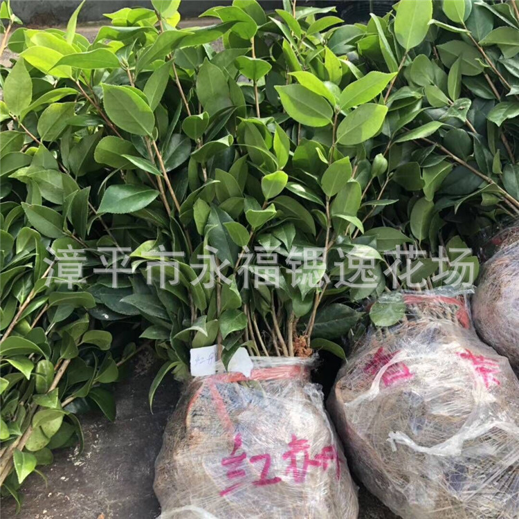 烈香茶花 红赤丹 五色香太阳 香妃茶花 茶花扦插小苗20-35公分