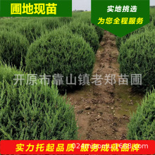 开原苗圃 丹东桧柏球 高密度圆柏球 常绿造型苗木 东北桧柏树基地