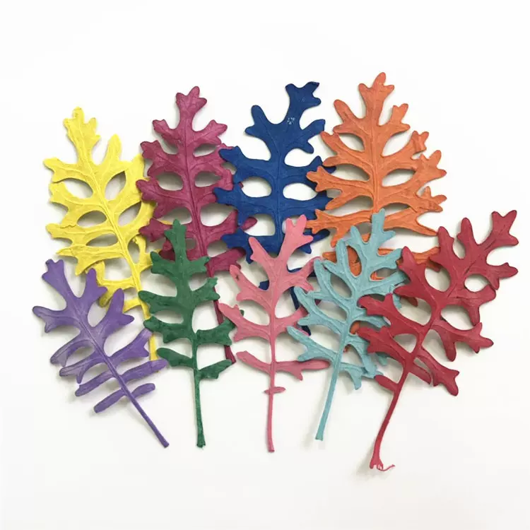 银叶菊 押花滴胶干花压花天然真花植物教学标本学生diy手工花材