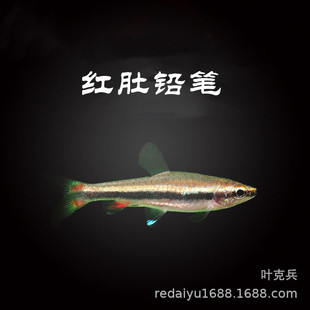 �Ꭷ�^�p�~���l�t���U�P�~���y���U�P���� �����U�P�~���w����