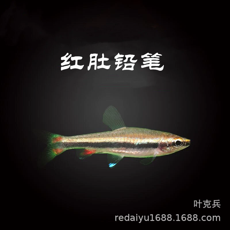 Тропические декоративные рыбы оптом красный карандаш для живота рыба золото и серебро с карандашом удаление водорослей пламенный карандаш рыба живой пакет