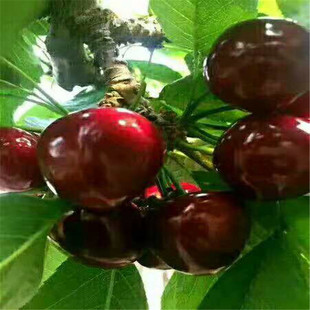 ���س����������Ҙ��� 3���ּ�������������������