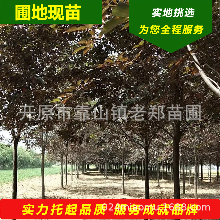 紫叶稠李 苗圃批发编织造型用树条 彩叶树种编织花瓶可一站式采购