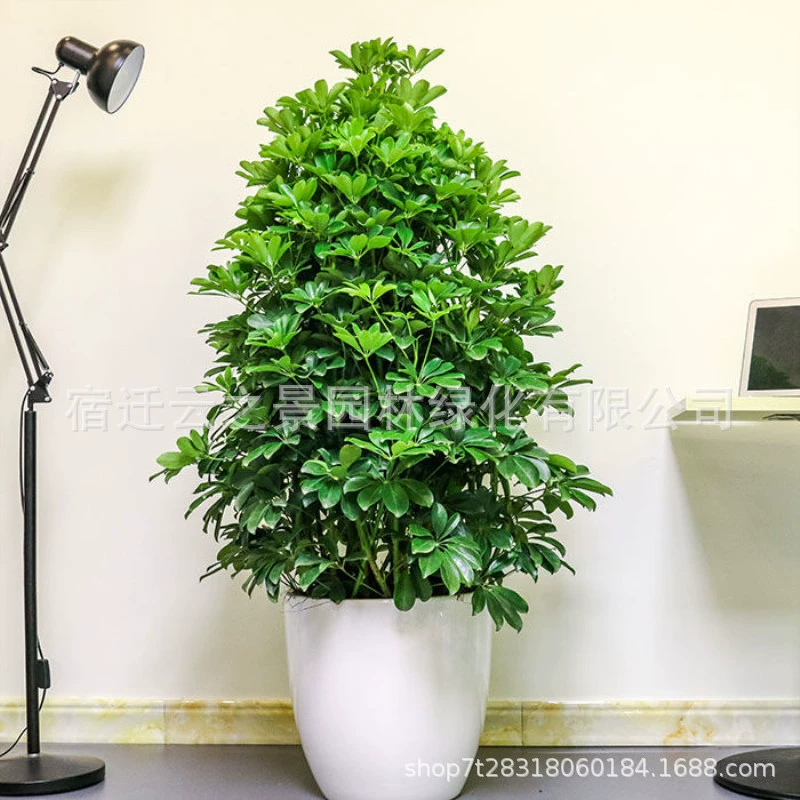 Bafanglaicai Горшечное растение открытая утиная лапка дерево в помещении большой бонсай Гостиная Офис смотровые листья Зеленая посадка Счастливое дерево