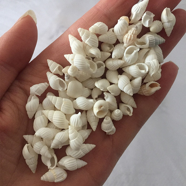 Home decoration natural conch shell aquarium decoration corn snails…