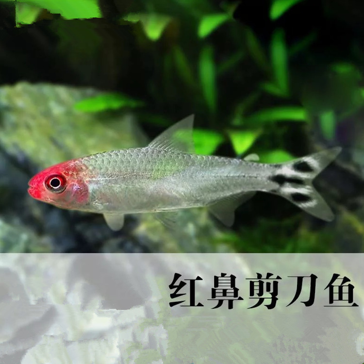 Red-Nosed Scissorfish Aquarium for Schools of Fish, Suitable for Small Aquariums, Tropical Ornamental Fish, and Red-Tailed Grass Tank Use