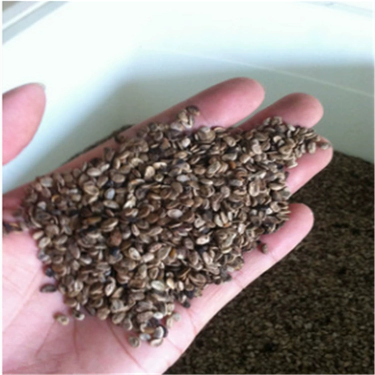 Базовая оптовая продажа звездчатый анис золотая пластина частицы семян полный звездчатый анис золотая пластина пакет семян гарантия прорастания