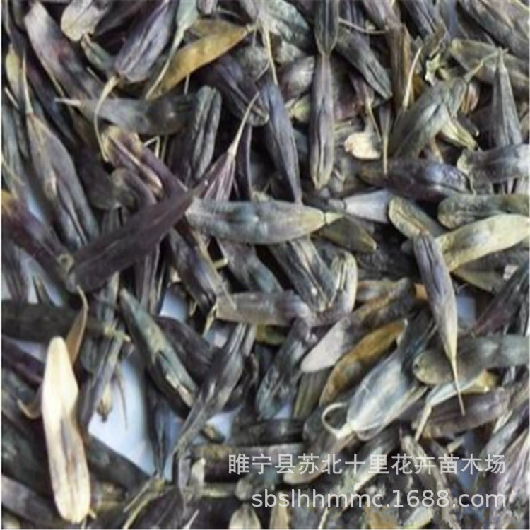 Недавно собранные лекарственные диеты Radix Isatidis семена Wuxing питательная целебная диета серии китайские травяные семена медицины