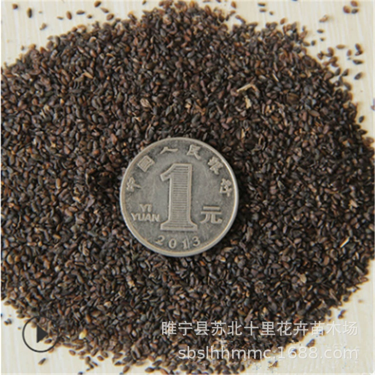 Оптовые семена Подорожника китайские травяные семена медицины чистый дикий китайский медицина растительный Подорожник семена