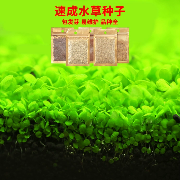 Аквариум озеленение живых водных семян травы оптом лист травы любят травы аквариум коровьи волосы газон семена легко прорастают