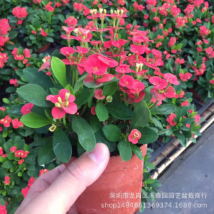 ����ֱ�N���l����÷���뻨�t����ϲ�ֲ���̨�_��ϲ������F����