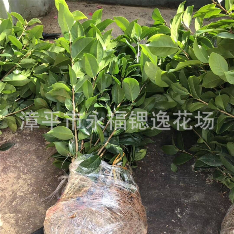 各个品种茶花小苗扦插茶花苗裸根苗产地红赤丹 烈香香妃茶花