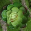 Baolian evergreen