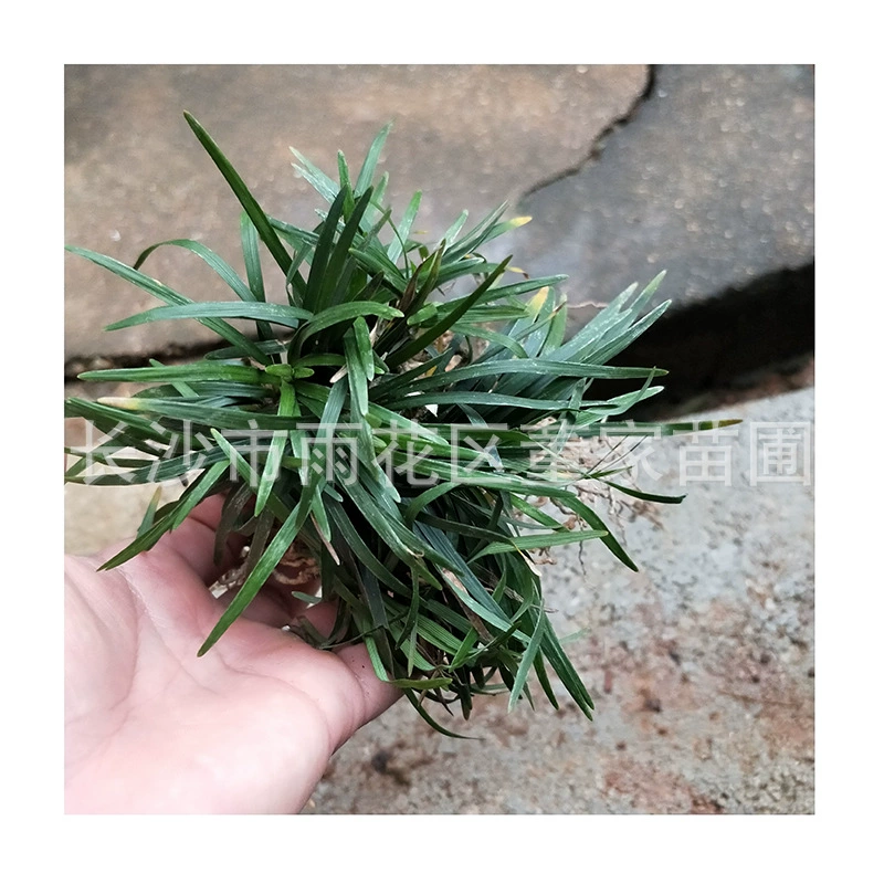 Оптовая продажа японский