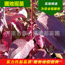 现苗红瑞木小苗东北耐寒红瑞木建圃小苗偃伏莱木工程苗营养杯树苗