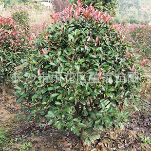 ���l�t�~ʯ��� �ڷ�120cm�t�~ʯ��� ؛Դ���� �������