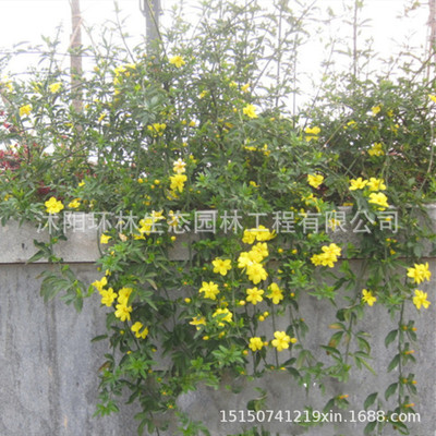 迎春花苗 工程綠化色塊苗木南北方種植承接種植又名黃素馨基地批