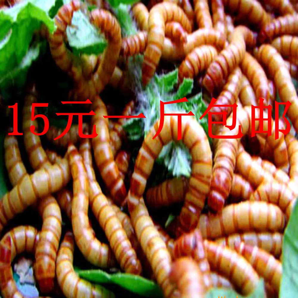 Желтый порошок насекомых, живая пекарня, корм для насекомых, закуски для домашних животных, попугай, корм для птиц, насекомое, хомяк, арована, черепаха, корм