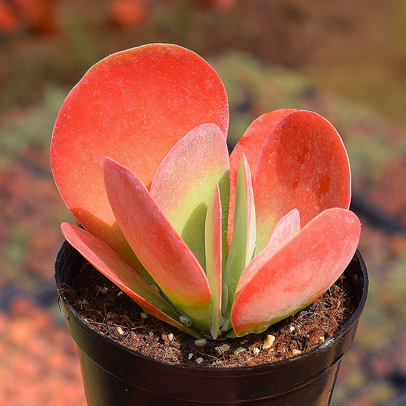 Суккулентные растения Tangyin сочный штат хорошая парчовая основа с прямыми волосами кактус