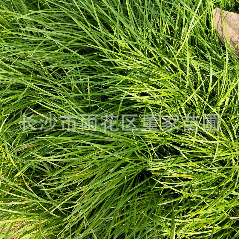 Рассада пшеницы обетона Aspergillus Aseucifera Рассада морозостойких растений Оптовая цена рассады травы морозостойких растений