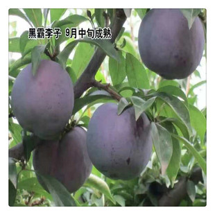 大量批发安格诺李子树 李子树品种纯 植株健壮好成活-阿里巴巴