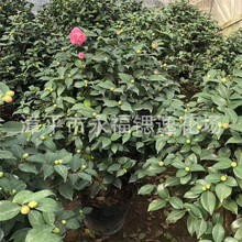 ��Ҏ����ˮ�軨 һ�������Ҹ߰�ʮ�������ҹ� ���������軨