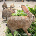 灰色肉兔多少钱一斤 肉兔4到5斤种兔公兔多少钱一只 出售肉兔野兔