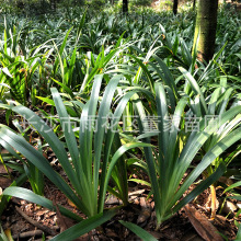 �������l�Sβ ����(�{�� �׻� )�Sβ��������