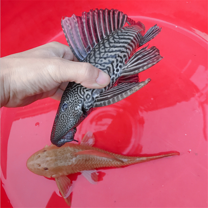 Black Scavenger Fish Living Tropical Ornamental Fish Aquarium Algae Eating Garbage Fish Cleaning Fish Yellow Scavenger Shanghai Black Scavenger Fish Living Tropical Ornamental Fish Aquarium Algae Eating Garbage Fish Cleaning Fish Yellow Scavenger Shanghai