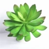 Guanyin lotus evergreen