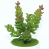 Yulian evergreen