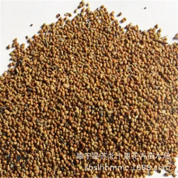 Оптовая продажа семян Мулан Mulberry Blue Wild Blue Branch Кустарники засухоустойчивость, морозостойкость, устойчивость к бесплодию, большое количество скидка