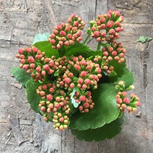 ����ֱ�����L�ۻ����b�҃��ذꎧ�����^��ֲ��Gֲ�ļ��_��С����