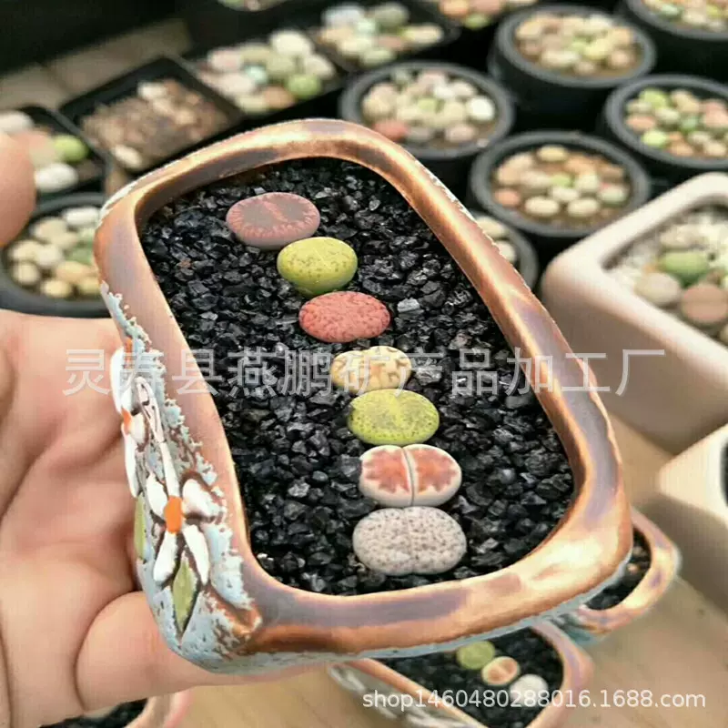 燕鹏供应微景观种植装饰黑金沙多肉盆栽种植铺面用颗粒黑金沙