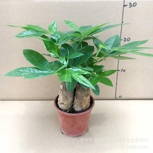 基地批发直供三株发财树观叶植物中小盆栽耐养花卉120#三杆发财树