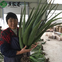 盆栽绿植美国库拉索新鲜美容芦荟美容院专用22斤整棵大芦荟批发