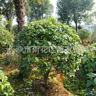 ���l�ڷ�1.2�׹��� �����ļ����� ���¹����Ԯa���N �r�񌍻�