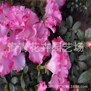 ���������ϱ����ܱP�����N����Ʒ�N��Ҏ���^���������l