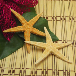 Flower gift decoration natural conch shell immortal flower starfish…