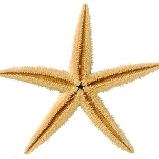 Flower gift decoration natural conch shell immortal flower starfish…