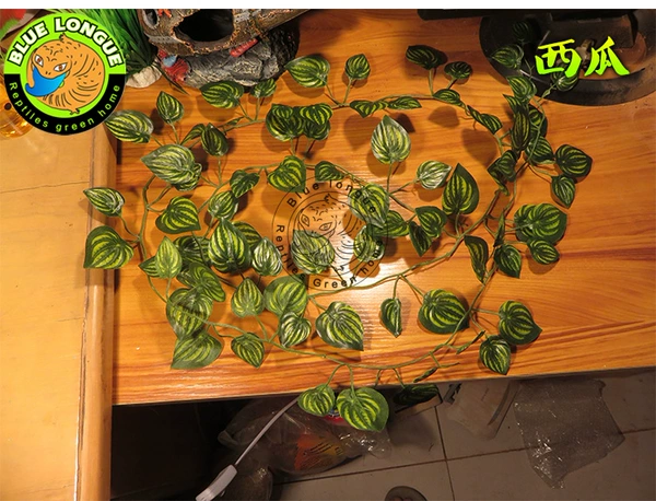 Watermelon vine