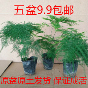 �辰����������Gֲ������������՚��ļ�����ֲ���҃Ȱ��]